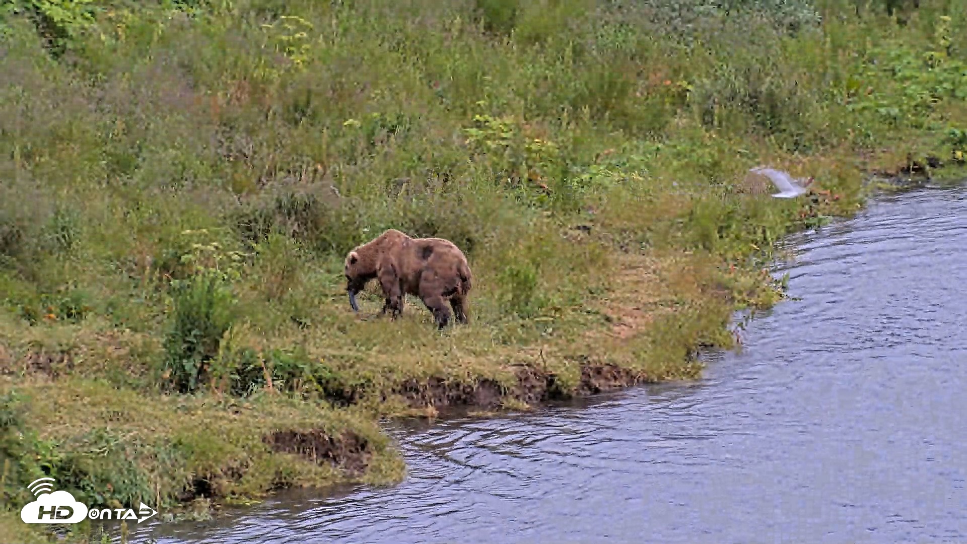 Snapshot of Kodiak Alaska Brown Bears Live Webcam taken Aug 4, 2026, 9:43pm AKDT