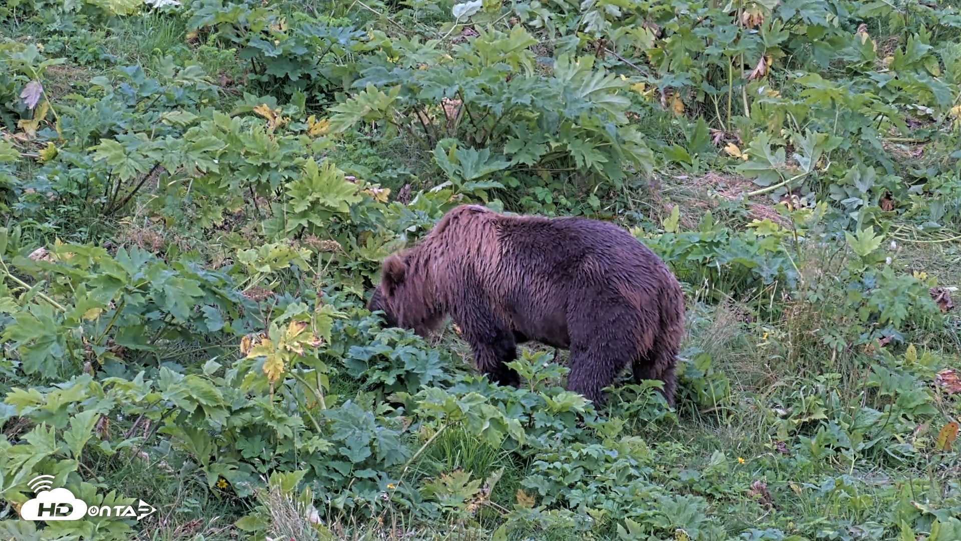 Snapshot of Kodiak Alaska Brown Bears Live Webcam taken Aug 19, 2026, 6:01pm AKDT