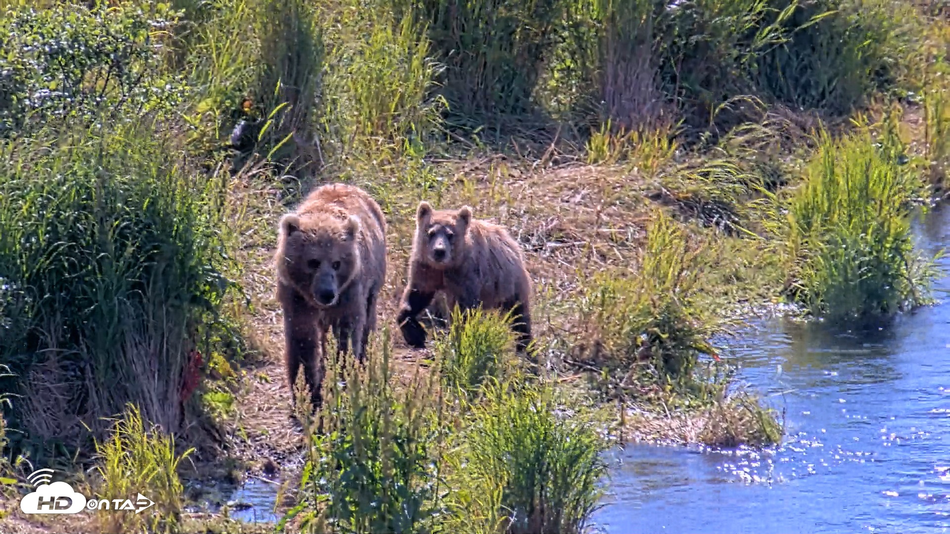 Snapshot of Kodiak Alaska Brown Bears Live Webcam taken Aug 1, 2026, 11:54am AKDT