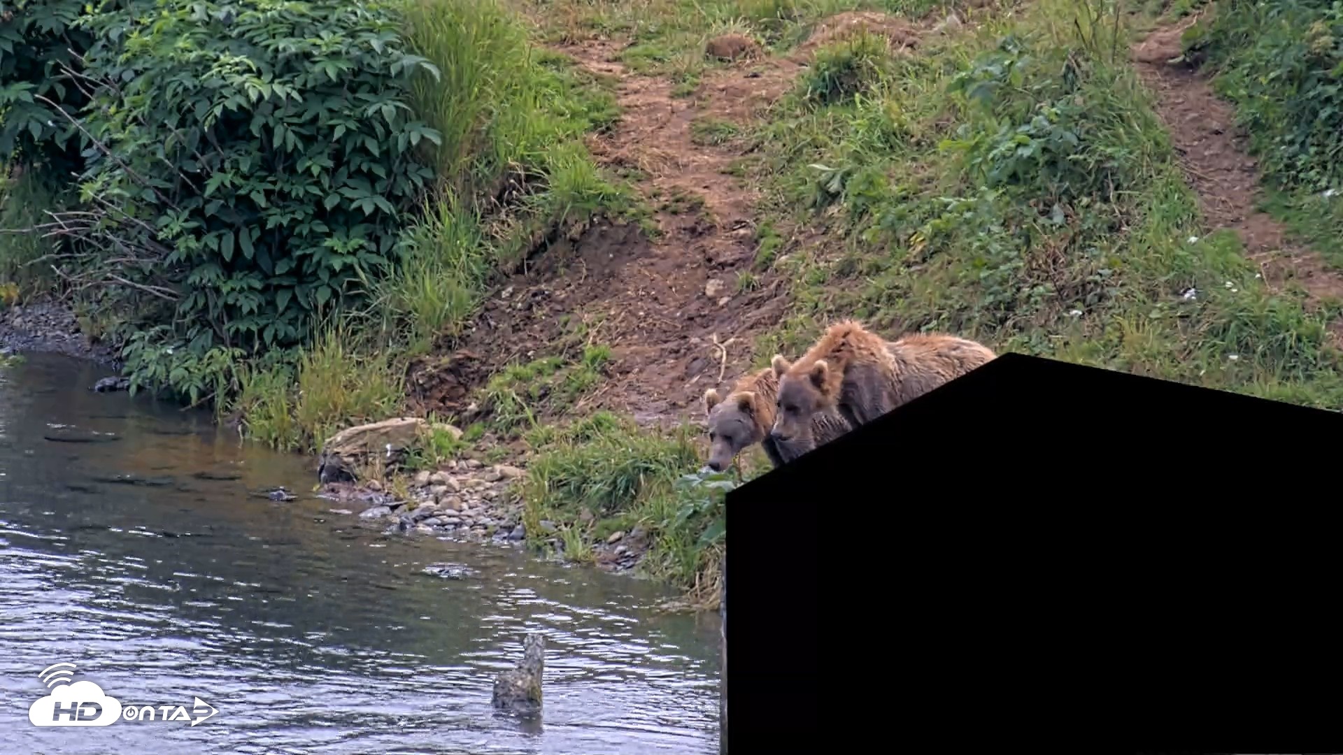 Snapshot of Kodiak Alaska Brown Bears Live Webcam taken Aug 9, 2026, 3:59pm AKDT
