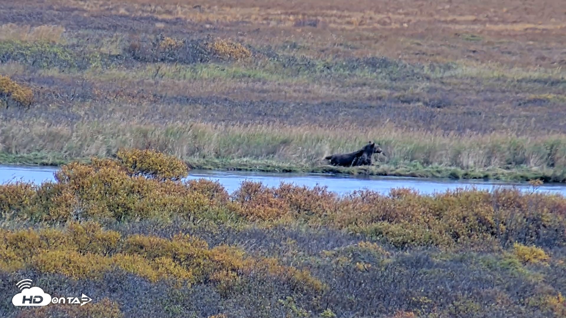 Snapshot of Kodiak Alaska Brown Bears Live Webcam taken Oct 3, 2026, 4:03pm AKDT