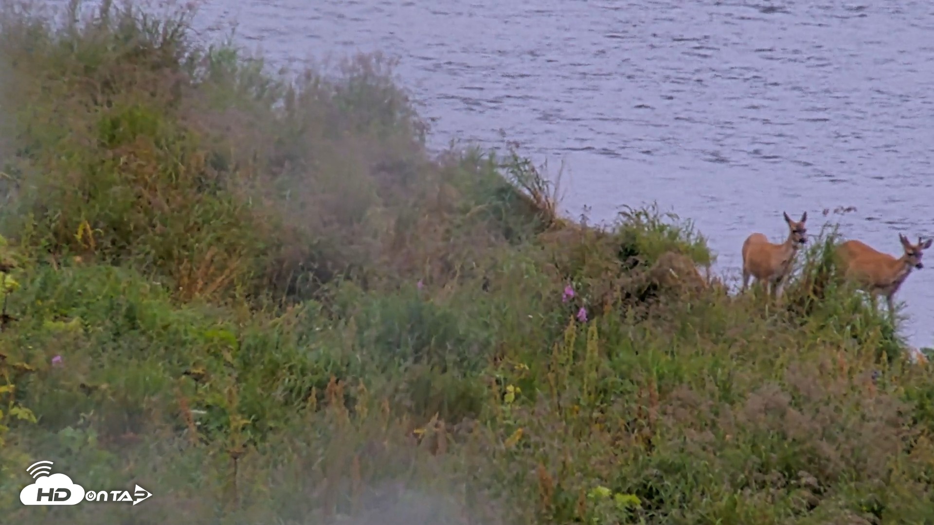 Snapshot of Kodiak Alaska Brown Bears Live Webcam taken Aug 19, 2026, 11:08am AKDT