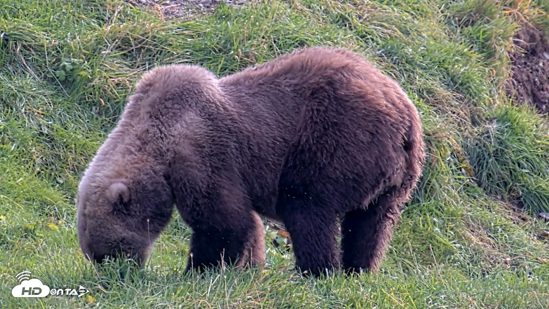 Snapshot of Kodiak Alaska Brown Bears Live Webcam taken Oct 7, 2026, 12:59pm AKDT