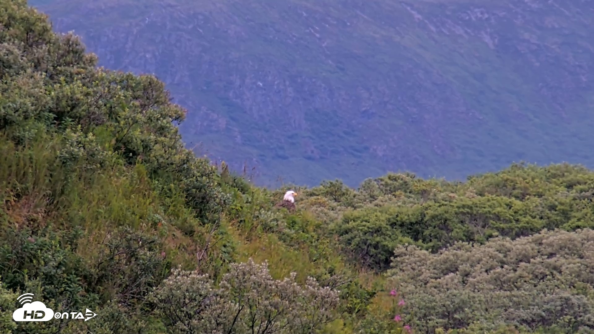 Snapshot of Kodiak Alaska Brown Bears Live Webcam taken Aug 12, 2026, 7:51am AKDT