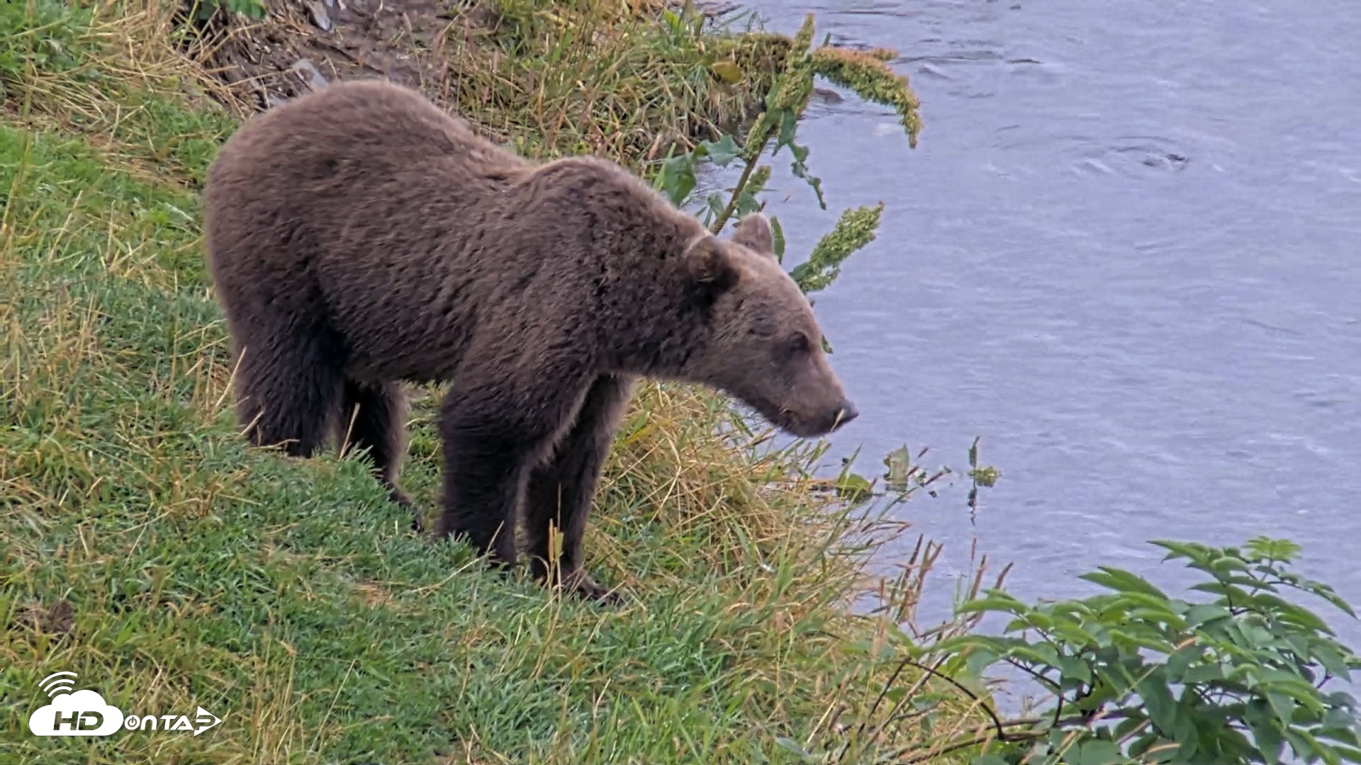 Snapshot of Kodiak Alaska Brown Bears Live Webcam taken Aug 20, 2026, 6:07pm AKDT