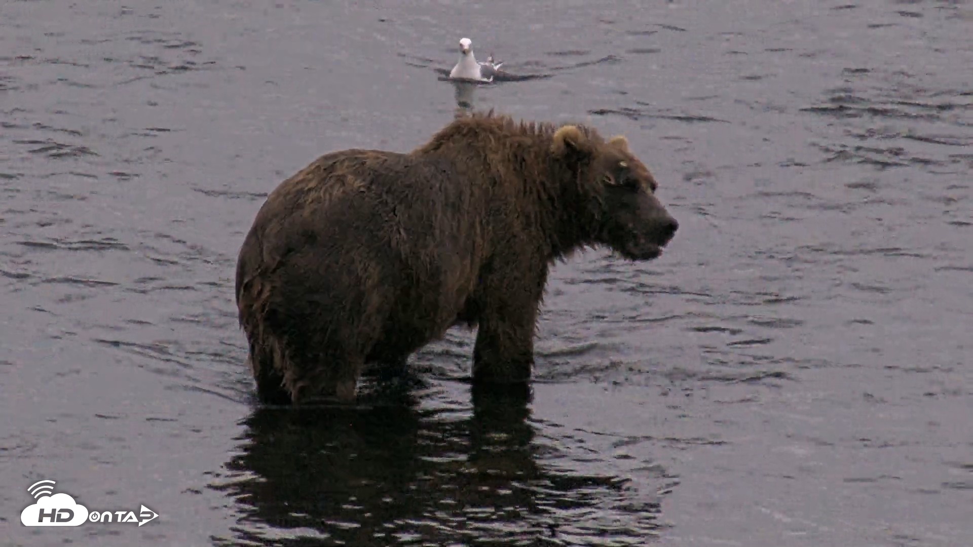 Snapshot of Kodiak Alaska Brown Bears Live Webcam taken Aug 11, 2026, 6:31am AKDT
