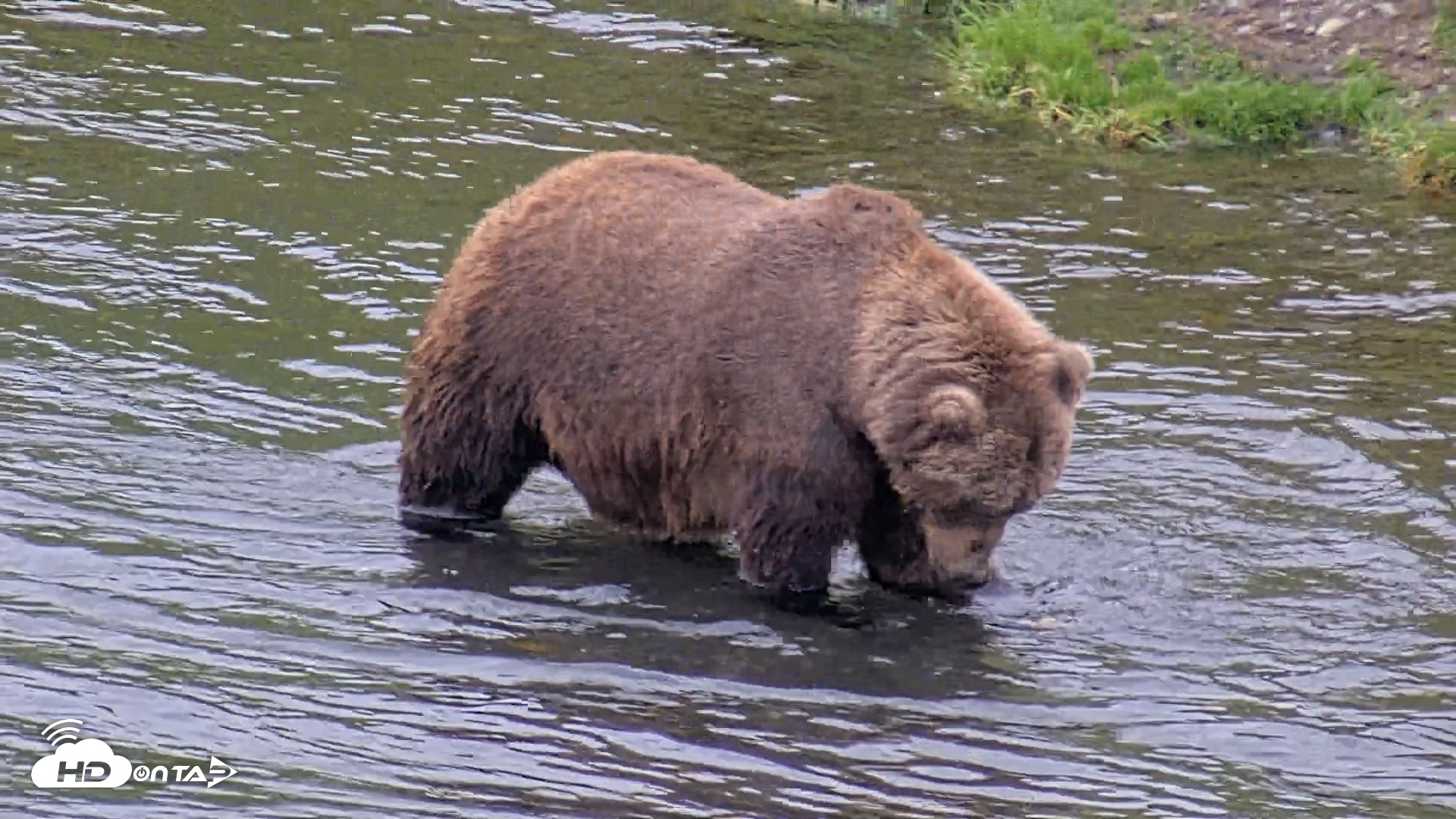 Snapshot of Kodiak Alaska Brown Bears Live Webcam taken Oct 6, 2026, 2:07pm AKDT