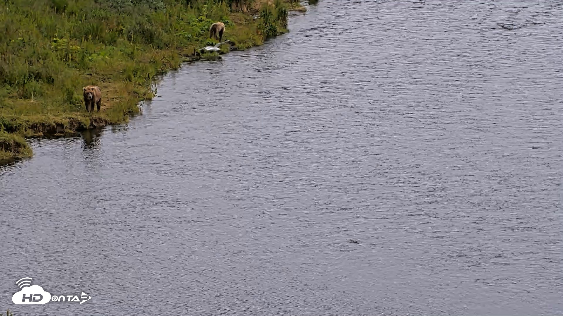 Snapshot of Kodiak Alaska Brown Bears Live Webcam taken Aug 4, 2026, 4:31pm AKDT