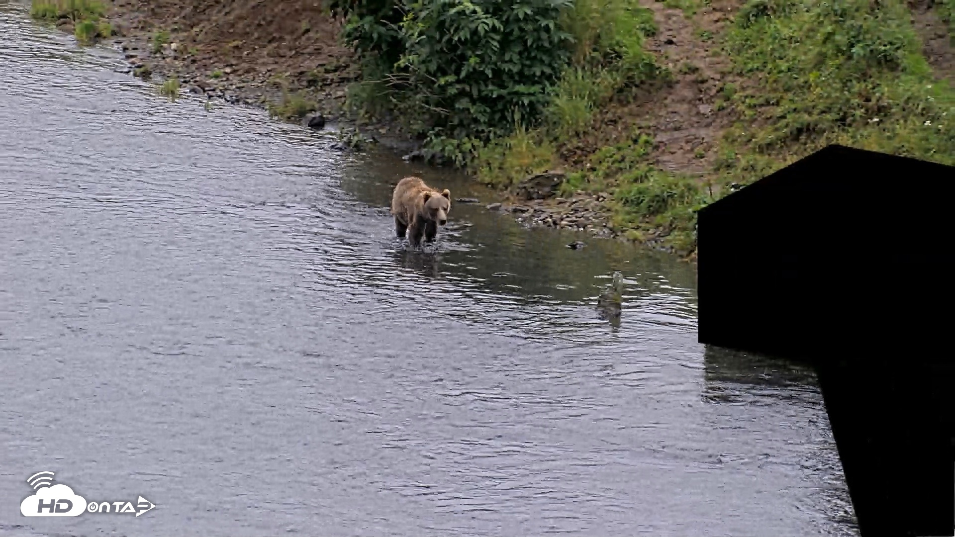 Snapshot of Kodiak Alaska Brown Bears Live Webcam taken Aug 17, 2026, 4:07pm AKDT