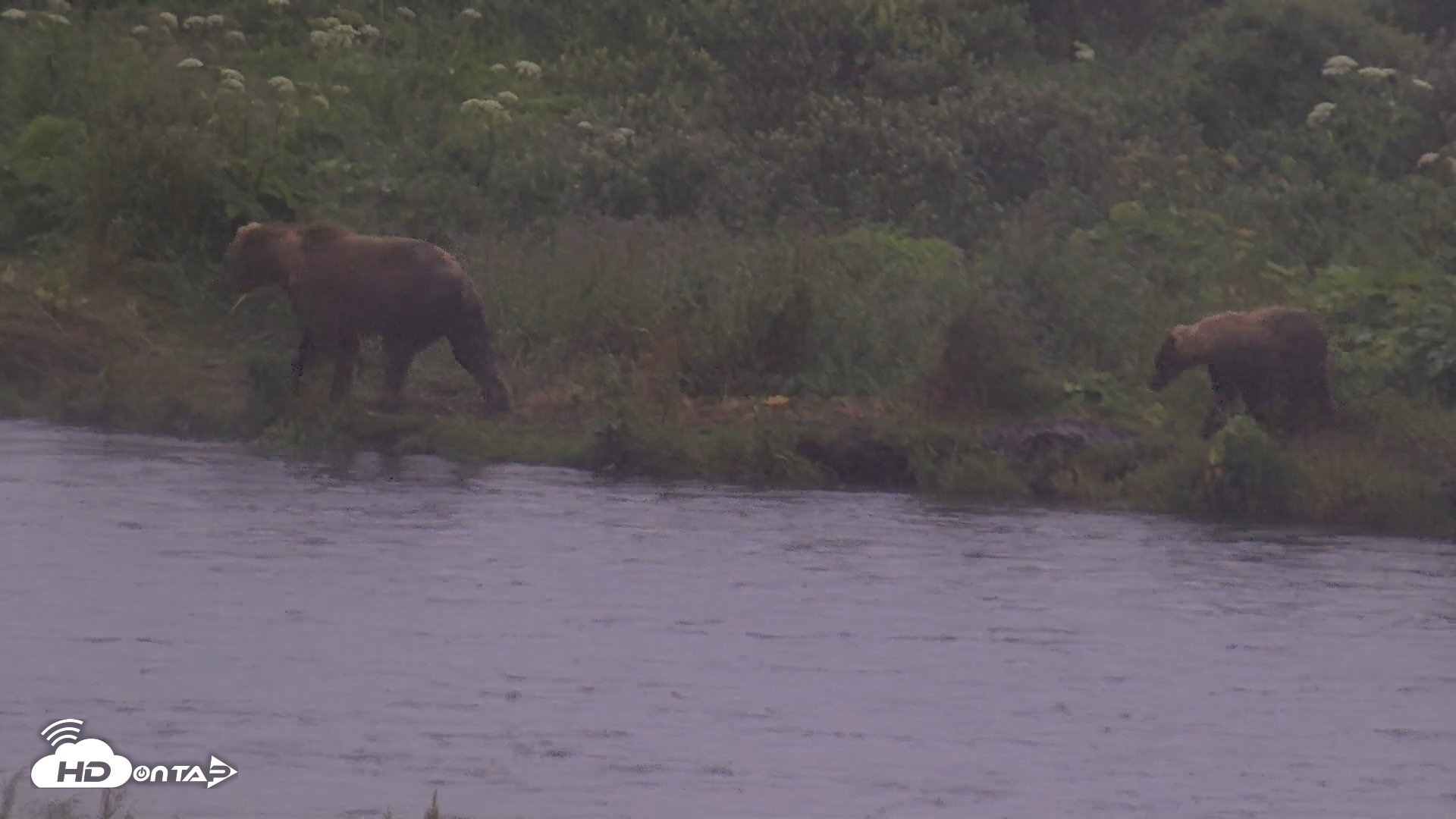 Snapshot of Kodiak Alaska Brown Bears Live Webcam taken Aug 4, 2026, 7:38am AKDT
