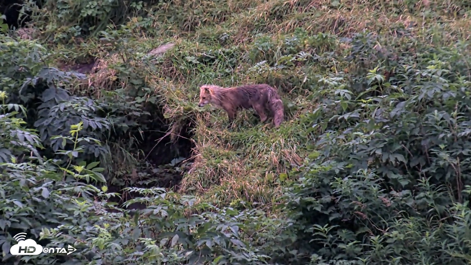 Snapshot of Kodiak Alaska Brown Bears Live Webcam taken Aug 20, 2026, 9:18pm AKDT