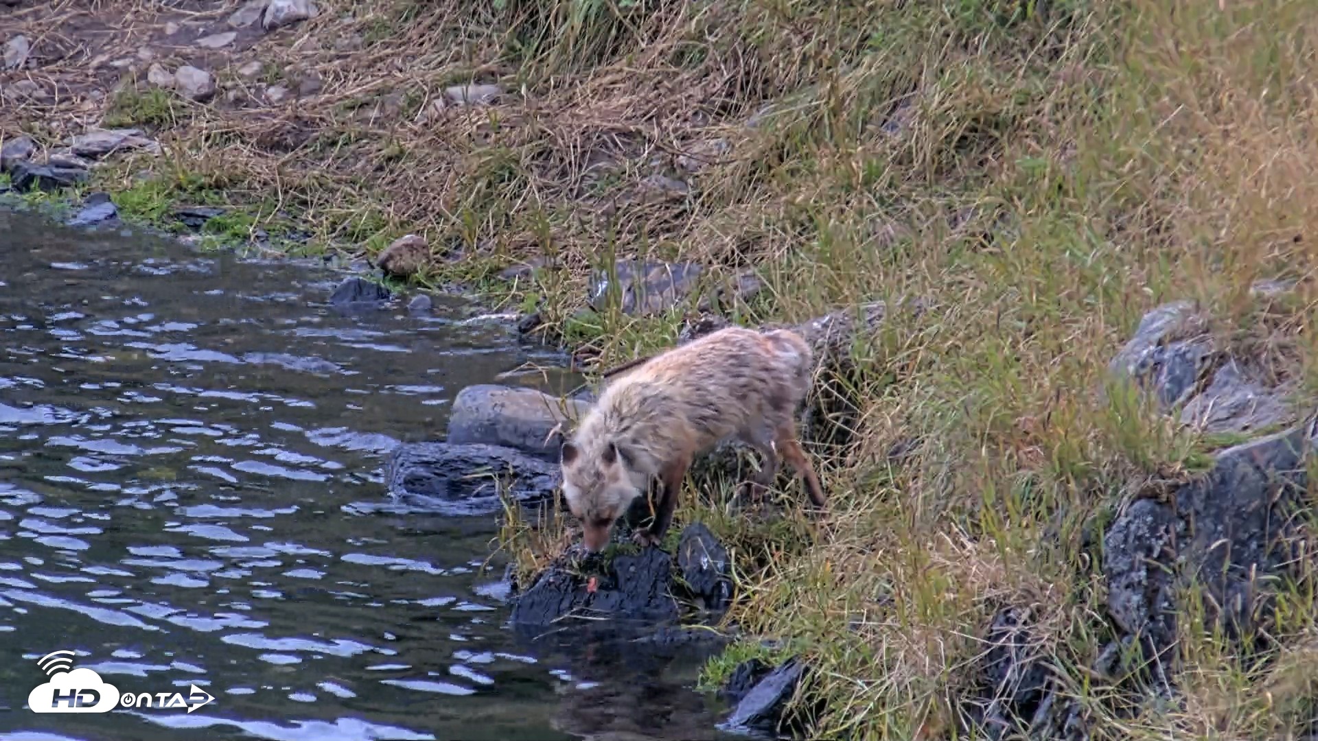 Snapshot of Kodiak Alaska Brown Bears Live Webcam taken Aug 9, 2026, 9:08pm AKDT