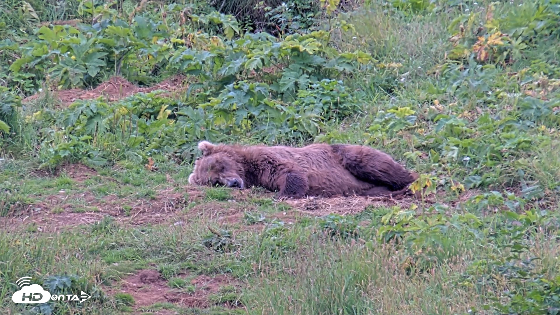 Snapshot of Kodiak Alaska Brown Bears Live Webcam taken Aug 10, 2026, 6:06pm AKDT