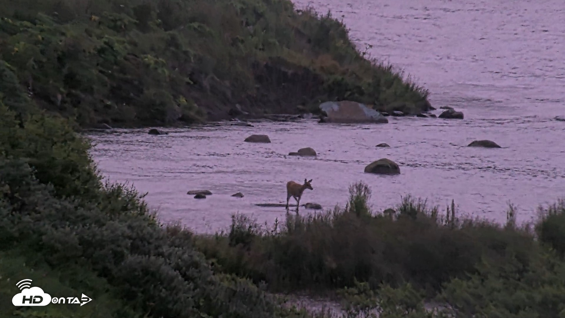 Snapshot of Kodiak Alaska Brown Bears Live Webcam taken Aug 14, 2026, 6:52am AKDT