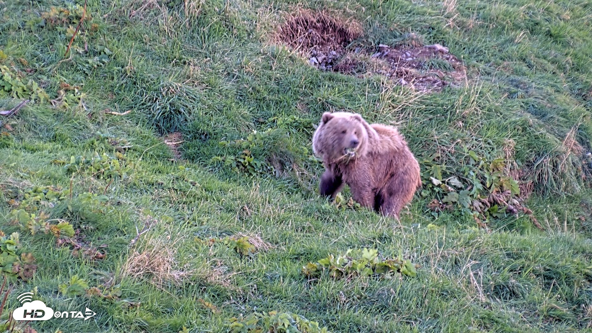 Snapshot of Kodiak Alaska Brown Bears Live Webcam taken Oct 1, 2026, 7:00pm AKDT