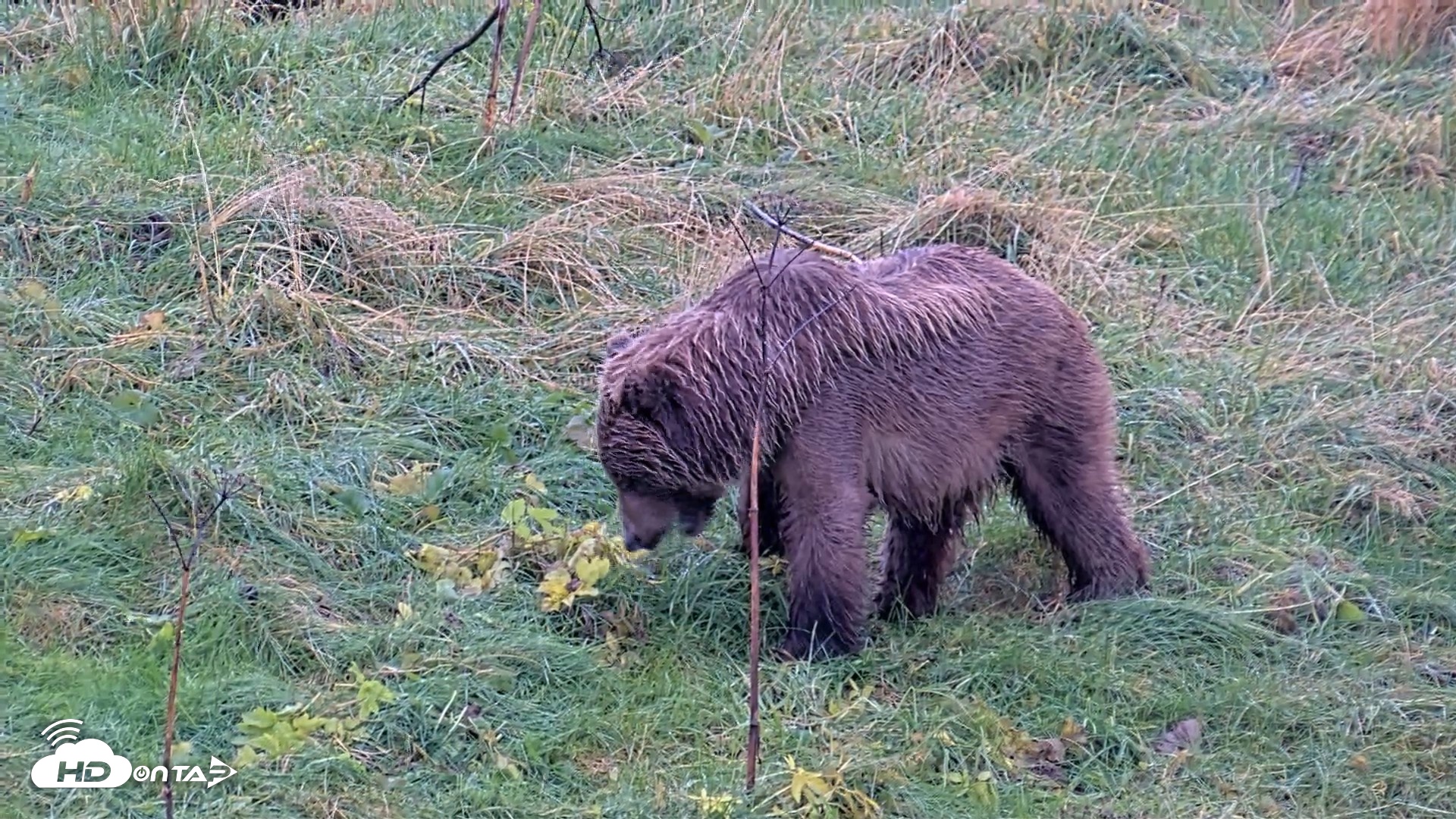 Snapshot of Kodiak Alaska Brown Bears Live Webcam taken Oct 16, 2026, 2:18pm AKDT