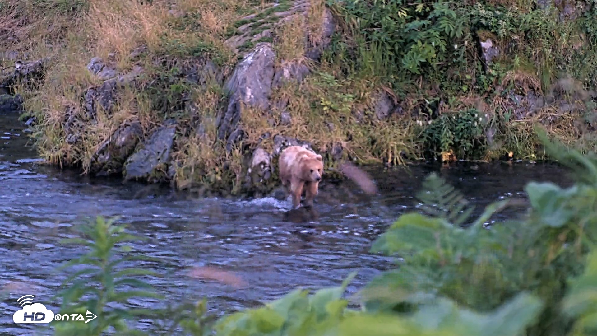 Snapshot of Kodiak Alaska Brown Bears Live Webcam taken Aug 8, 2026, 10:25pm AKDT
