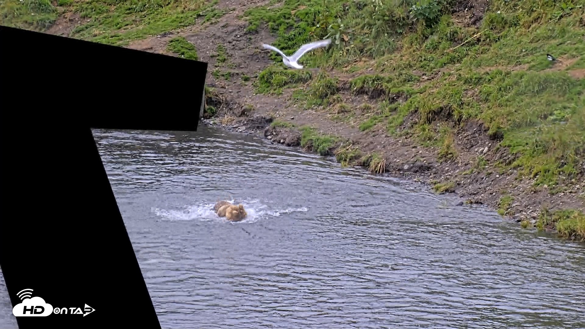 Snapshot of Kodiak Alaska Brown Bears Live Webcam taken Aug 15, 2026, 2:39pm AKDT