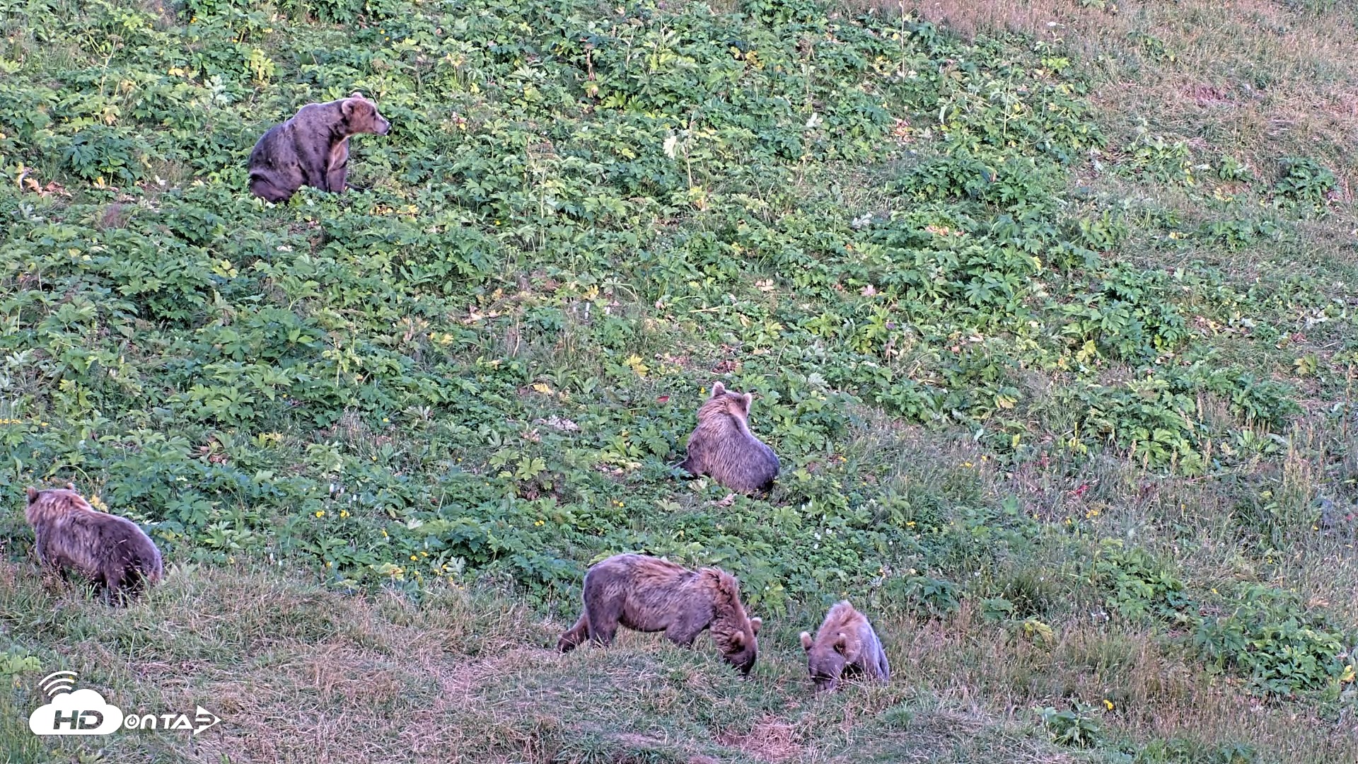 Snapshot of Kodiak Alaska Brown Bears Live Webcam taken Aug 11, 2026, 8:12pm AKDT