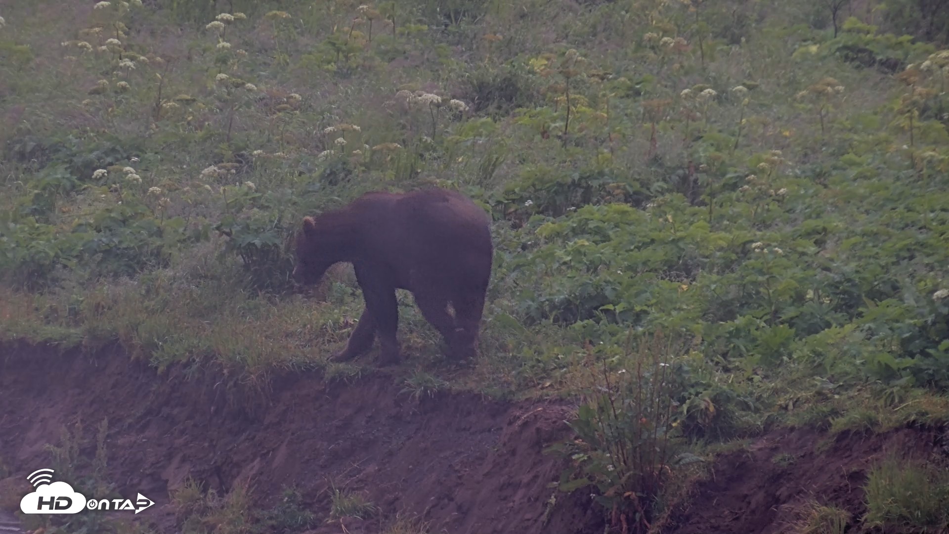 Snapshot of Kodiak Alaska Brown Bears Live Webcam taken Aug 4, 2026, 7:02am AKDT