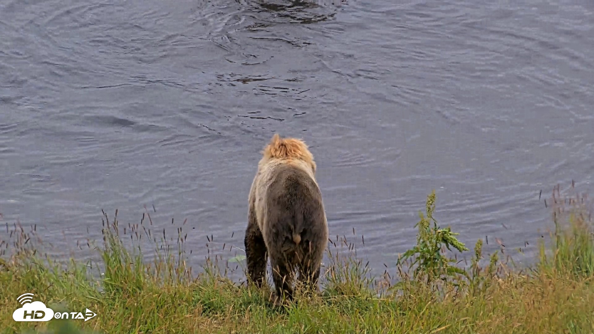 Snapshot of Kodiak Alaska Brown Bears Live Webcam taken Aug 5, 2026, 7:09am AKDT
