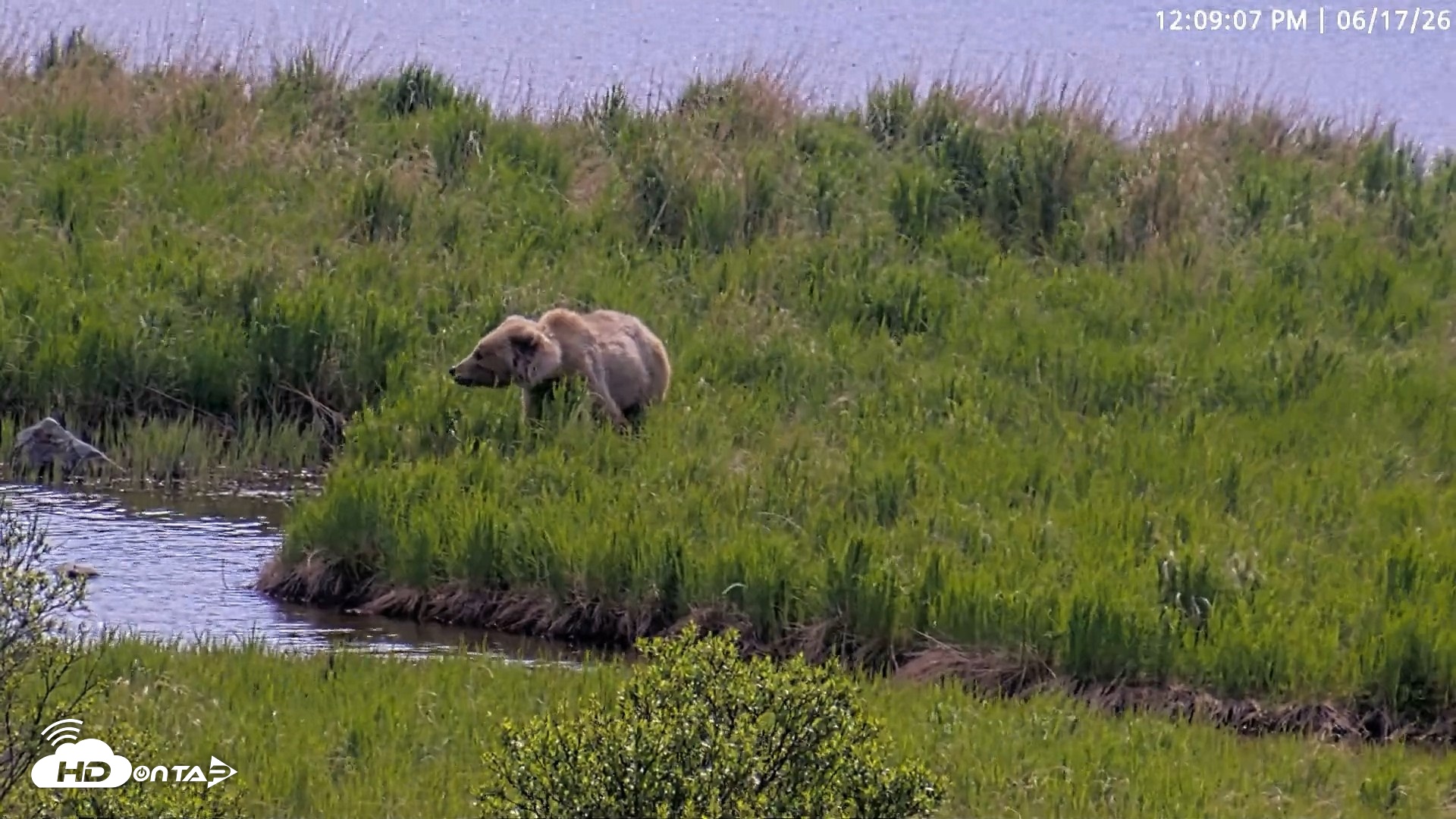 Snapshot of Kodiak Alaska Brown Bears Live Webcam taken Jun 17, 2026, 12:09pm AKDT