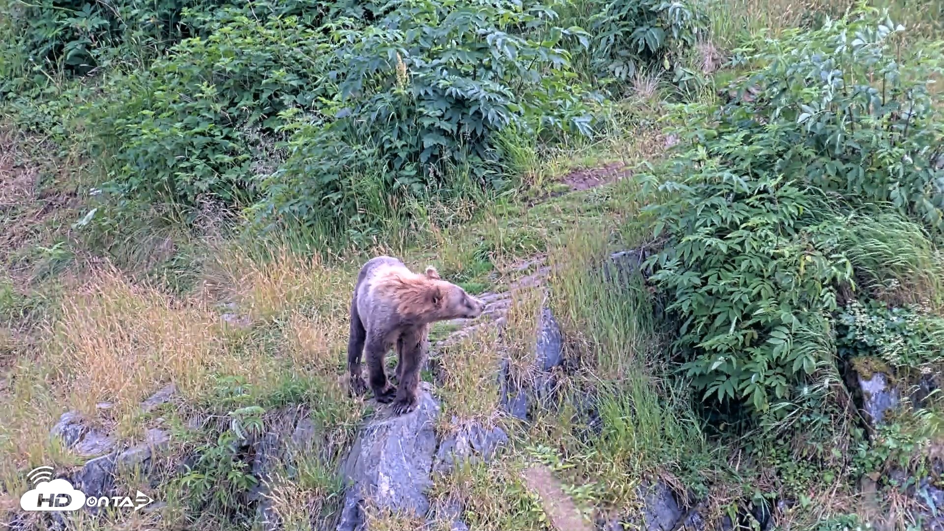 Snapshot of Kodiak Alaska Brown Bears Live Webcam taken Aug 7, 2026, 5:47pm AKDT