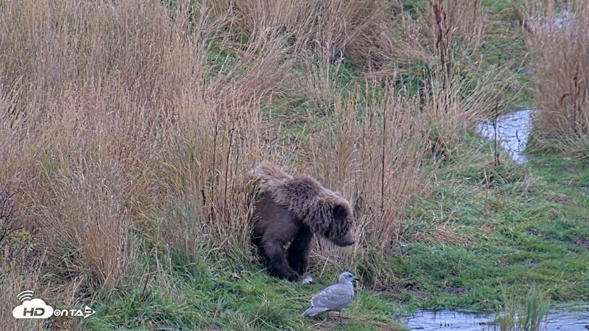 Snapshot of Kodiak Alaska Brown Bears Live Webcam taken Oct 6, 2026, 11:08am AKDT