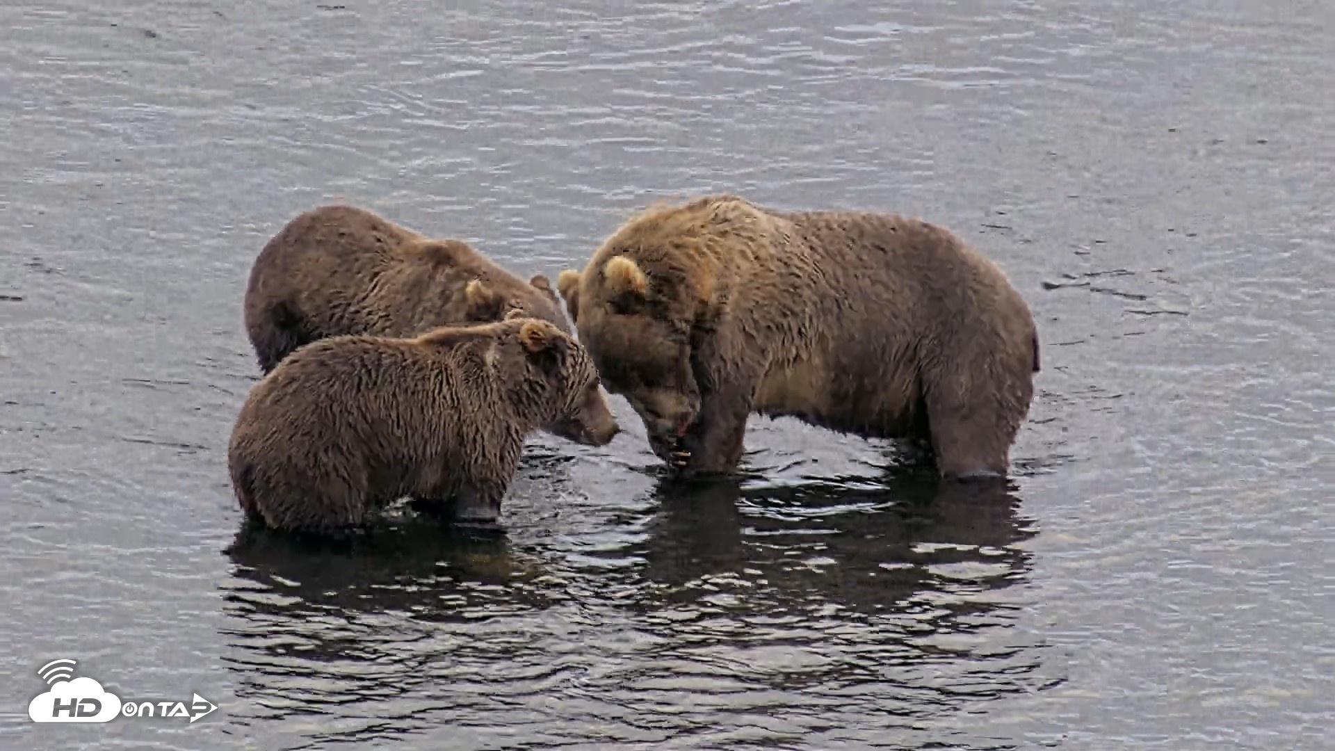 Snapshot of Kodiak Alaska Brown Bears Live Webcam taken Aug 22, 2026, 6:56pm AKDT