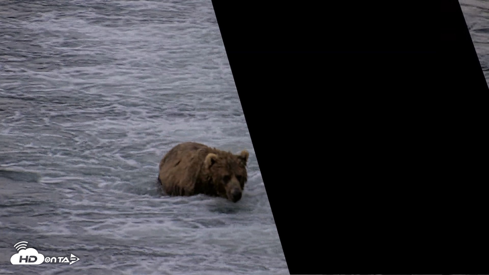 Snapshot of Kodiak Alaska Brown Bears Live Webcam taken Jul 26, 2026, 10:55pm AKDT