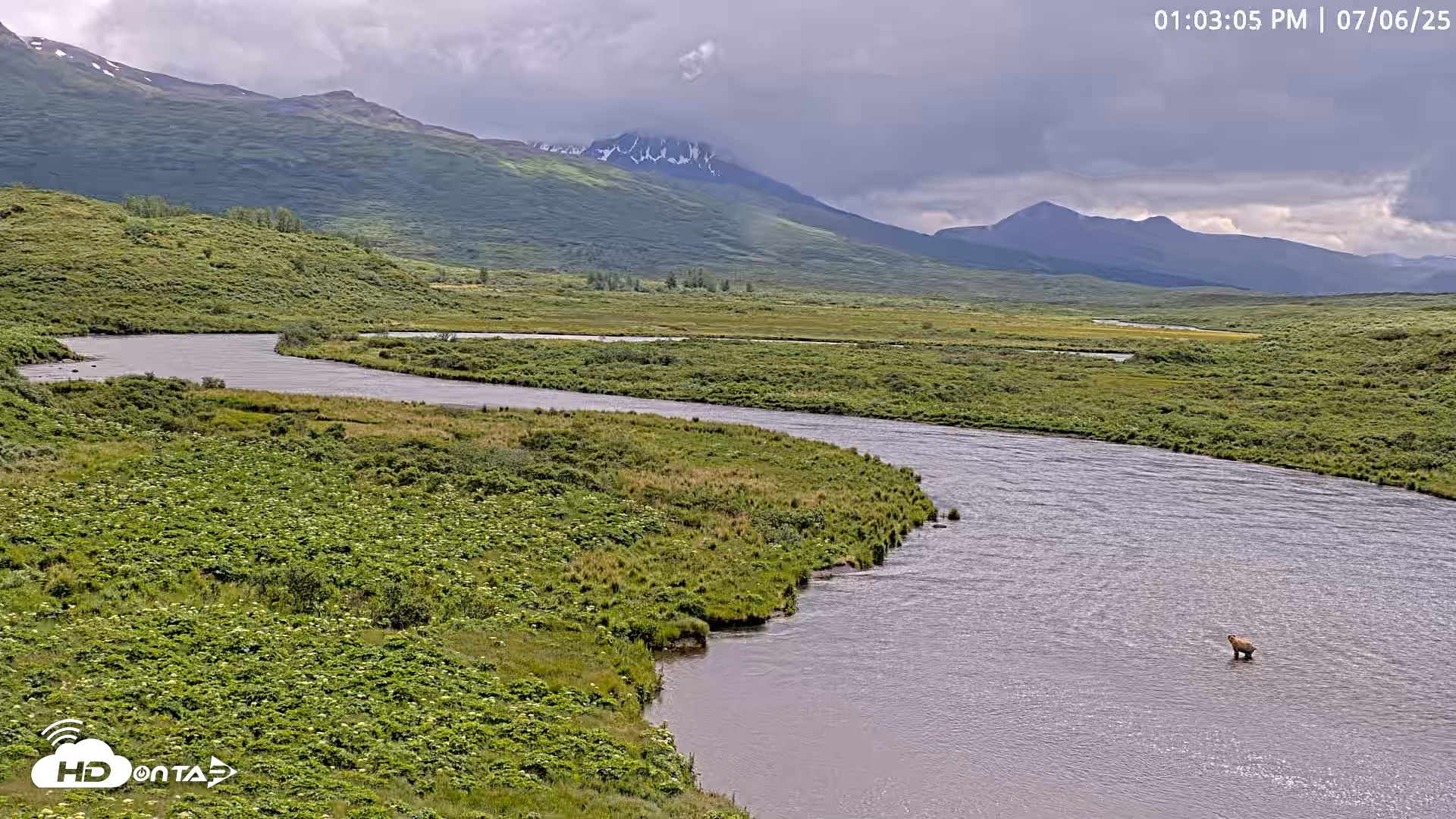 Snapshot of Kodiak Alaska Brown Bears Live Webcam taken Jul 6, 2025, 1:03pm AKDT