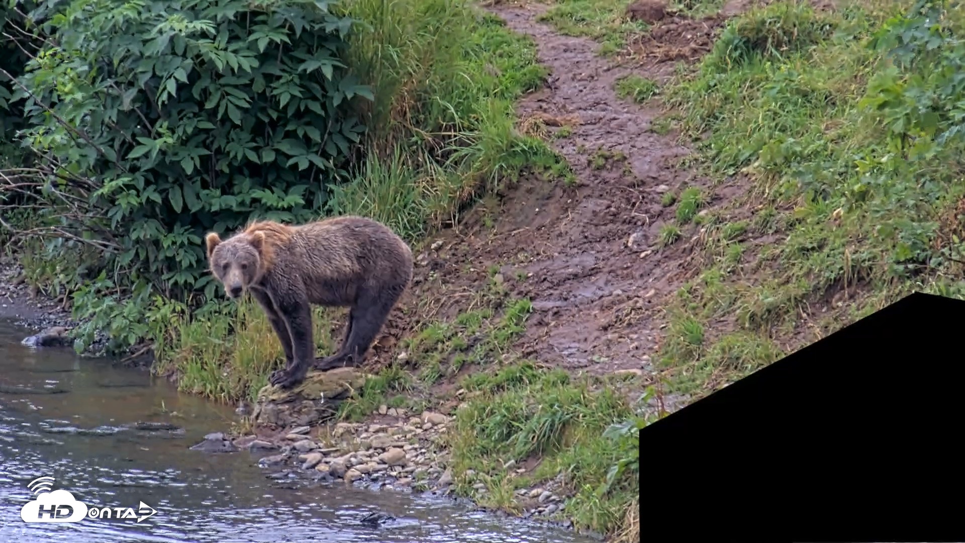 Snapshot of Kodiak Alaska Brown Bears Live Webcam taken Aug 14, 2026, 2:03pm AKDT