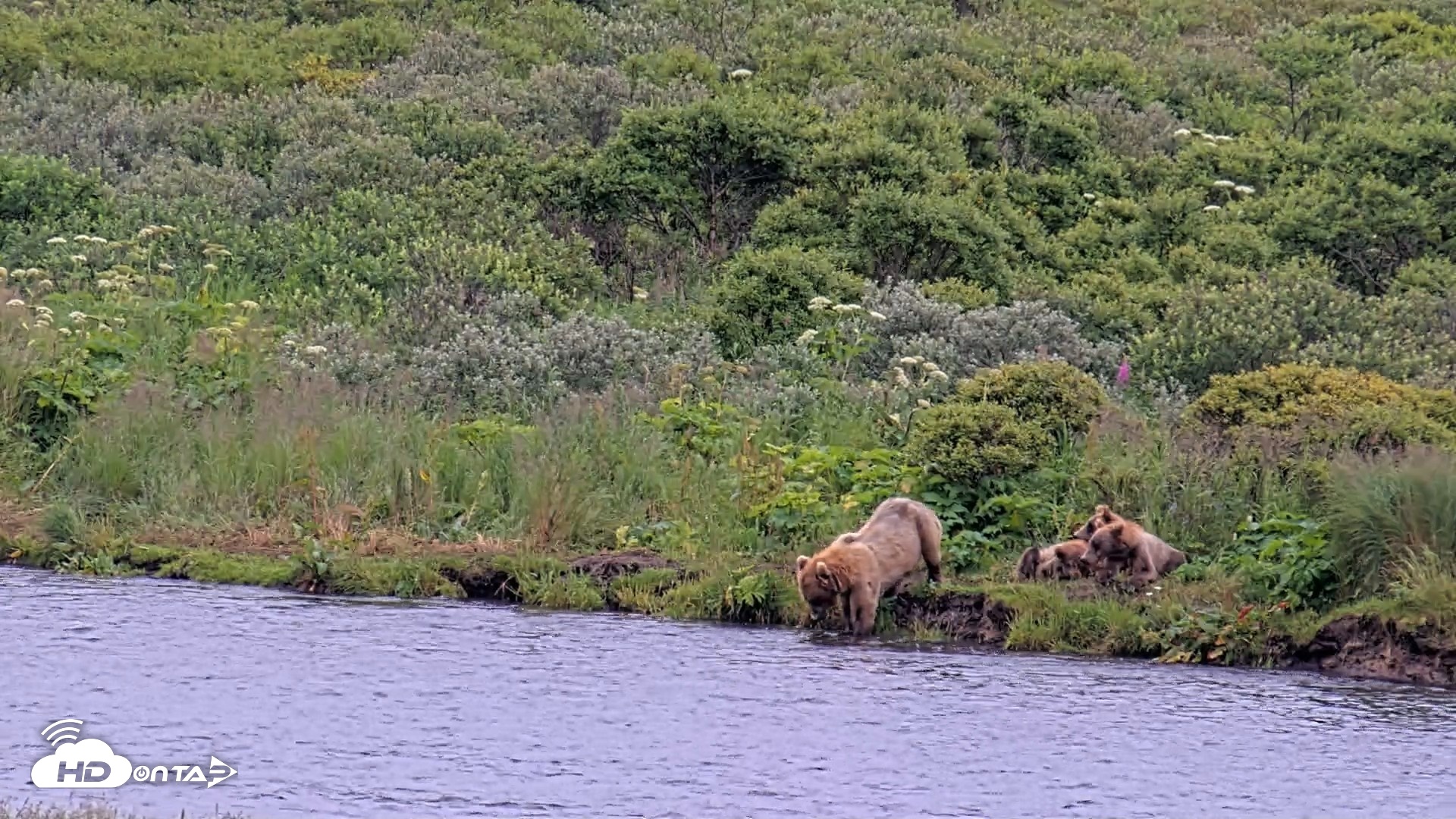 Snapshot of Kodiak Alaska Brown Bears Live Webcam taken Aug 7, 2026, 10:11am AKDT