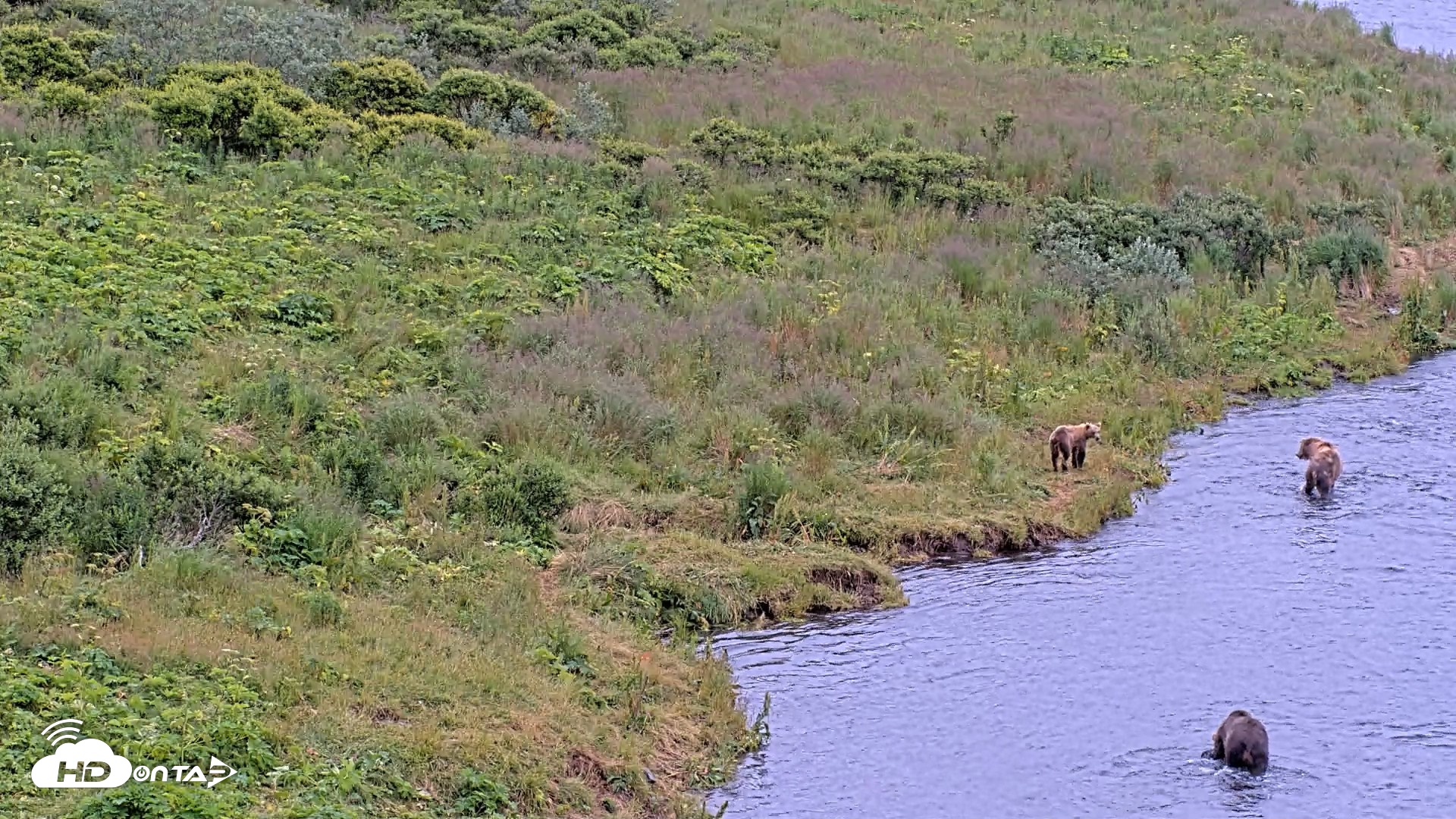 Snapshot of Kodiak Alaska Brown Bears Live Webcam taken Aug 7, 2026, 2:57pm AKDT