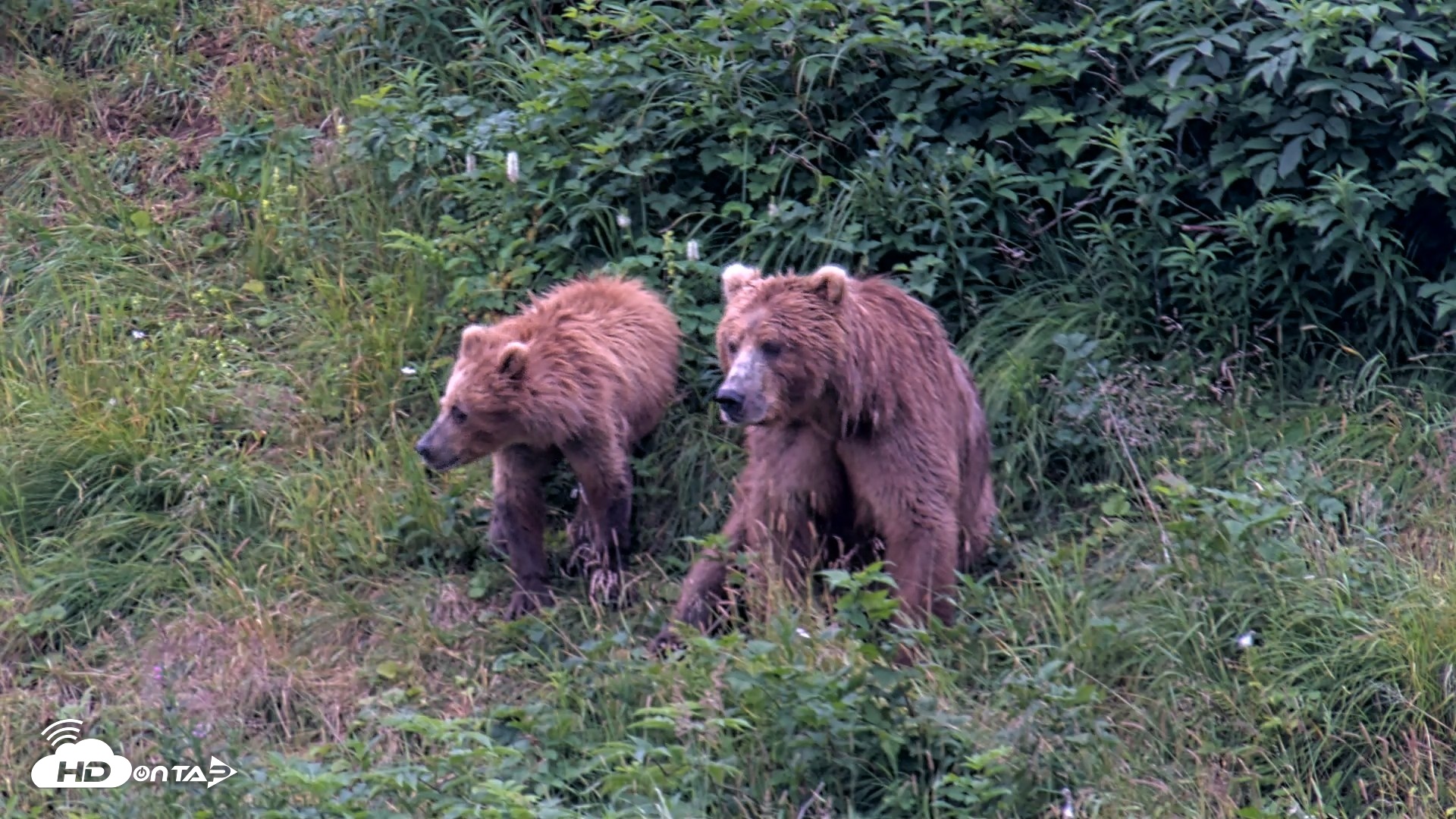 Snapshot of Kodiak Alaska Brown Bears Live Webcam taken Aug 11, 2026, 7:44am AKDT