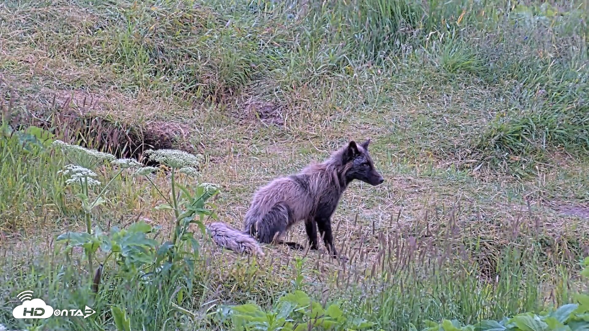 Snapshot of Kodiak Alaska Brown Bears Live Webcam taken Jul 23, 2026, 6:40pm AKDT
