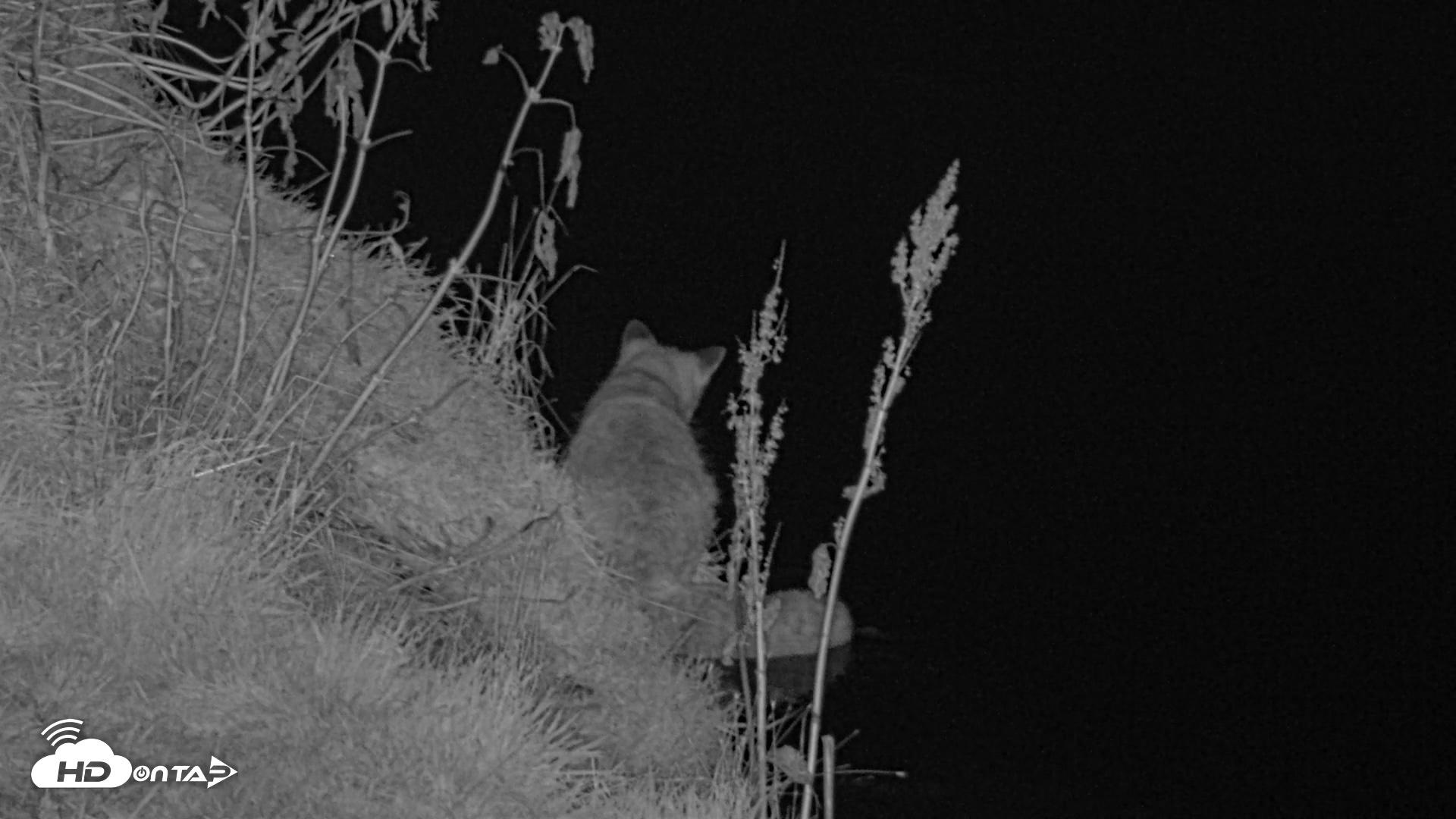 Snapshot of Kodiak Alaska Brown Bears Live Webcam taken Oct 7, 2026, 9:58pm AKDT