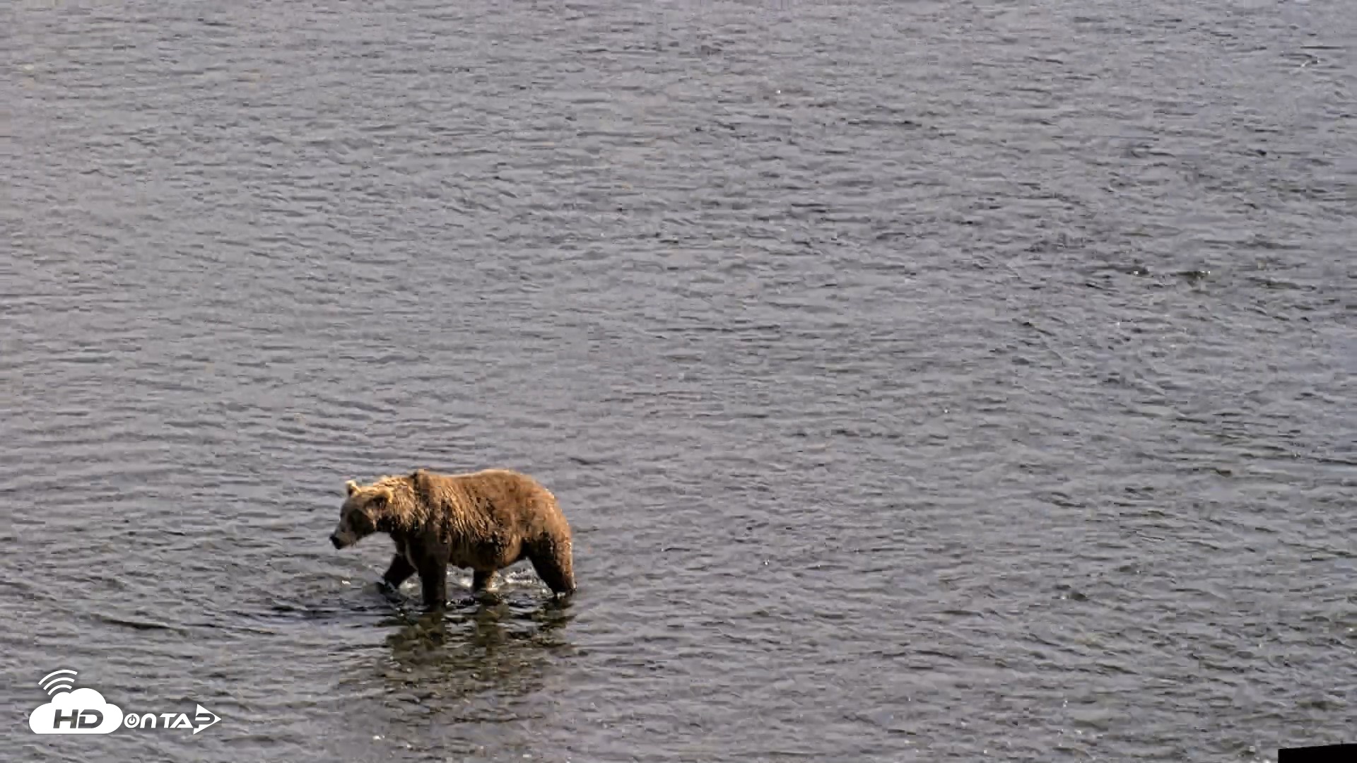 Snapshot of Kodiak Alaska Brown Bears Live Webcam taken Aug 27, 2026, 4:58pm AKDT
