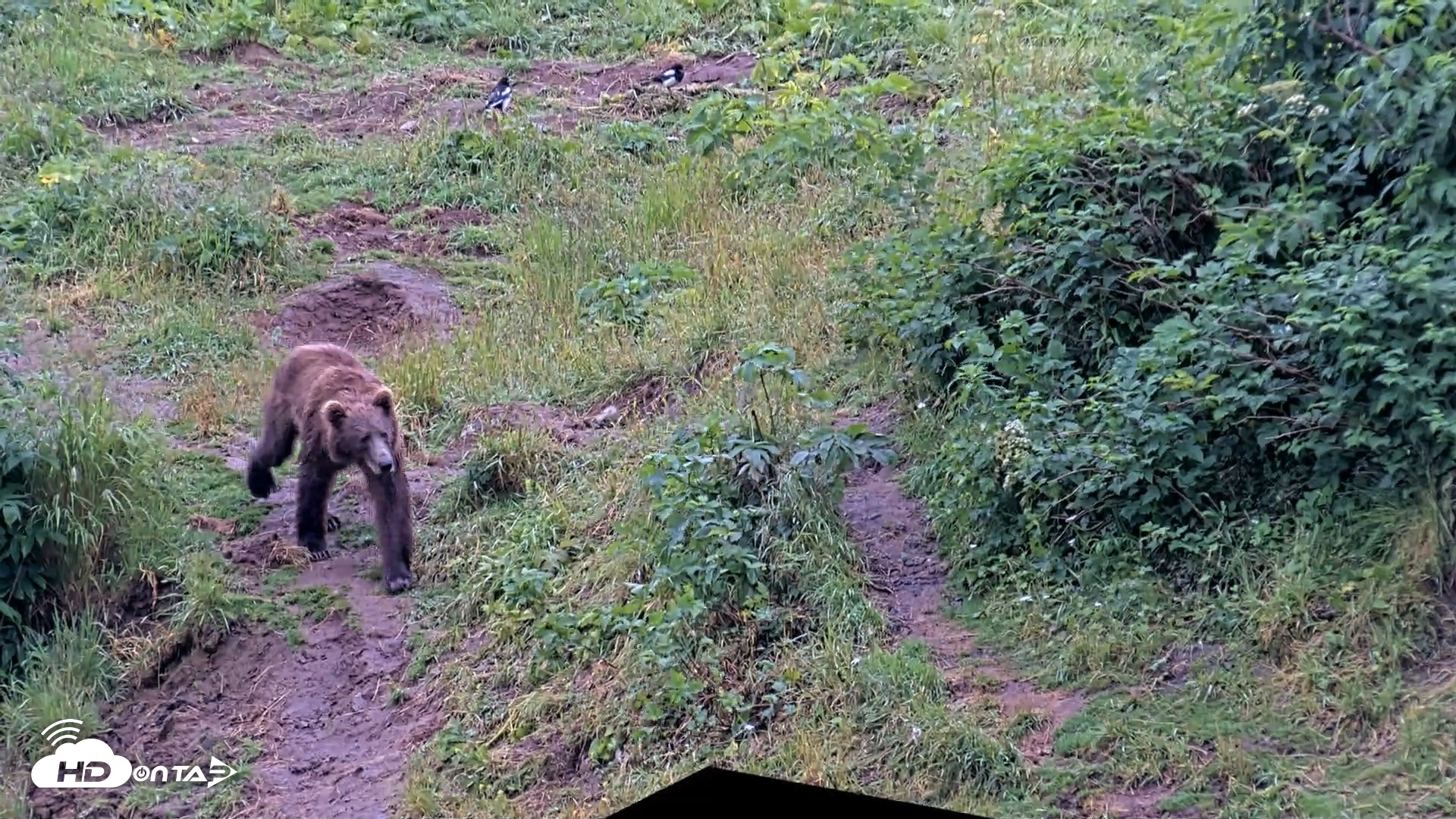 Snapshot of Kodiak Alaska Brown Bears Live Webcam taken Aug 4, 2026, 10:10am AKDT