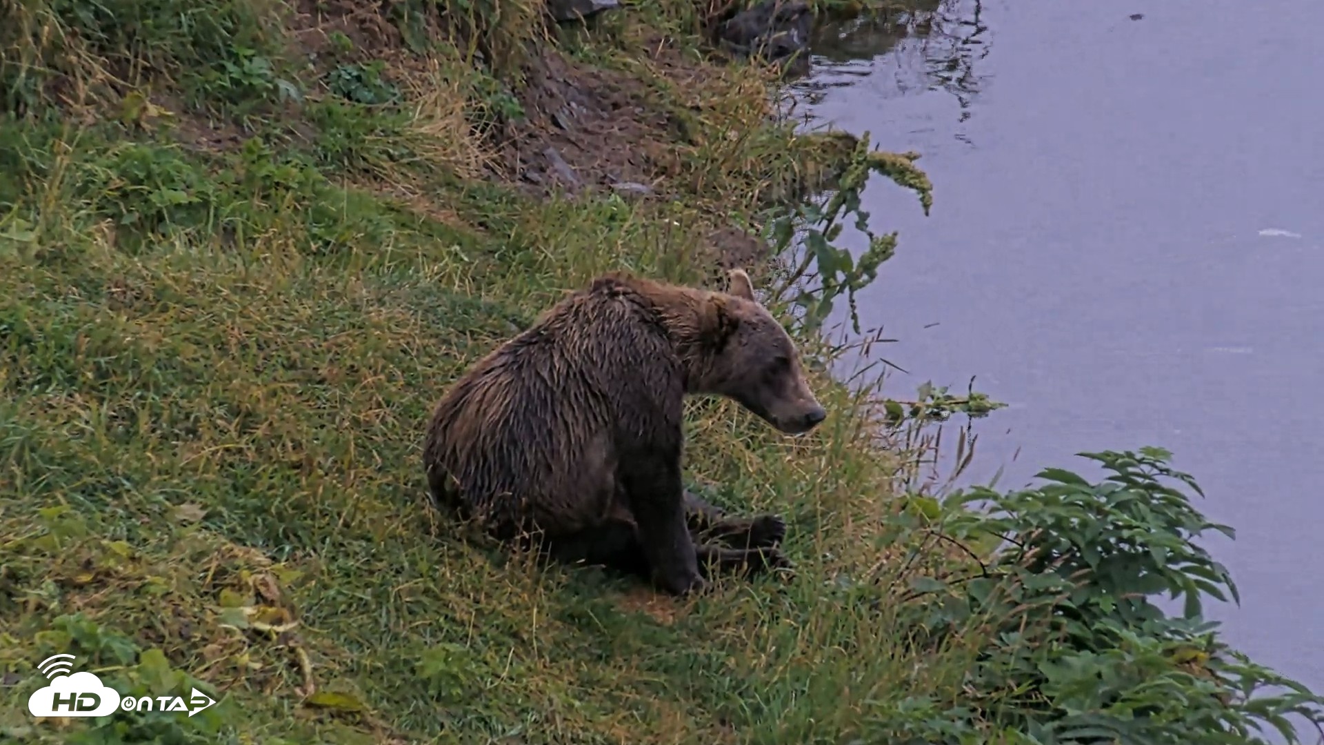 Snapshot of Kodiak Alaska Brown Bears Live Webcam taken Aug 17, 2026, 8:52pm AKDT
