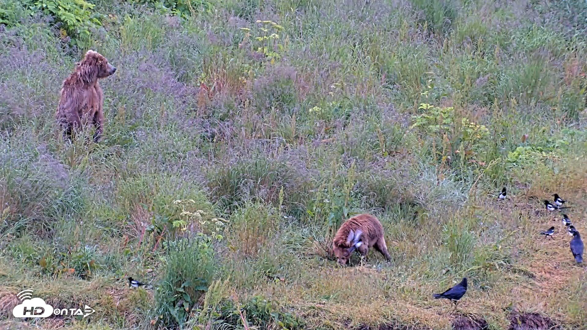 Snapshot of Kodiak Alaska Brown Bears Live Webcam taken Aug 2, 2026, 8:57am AKDT