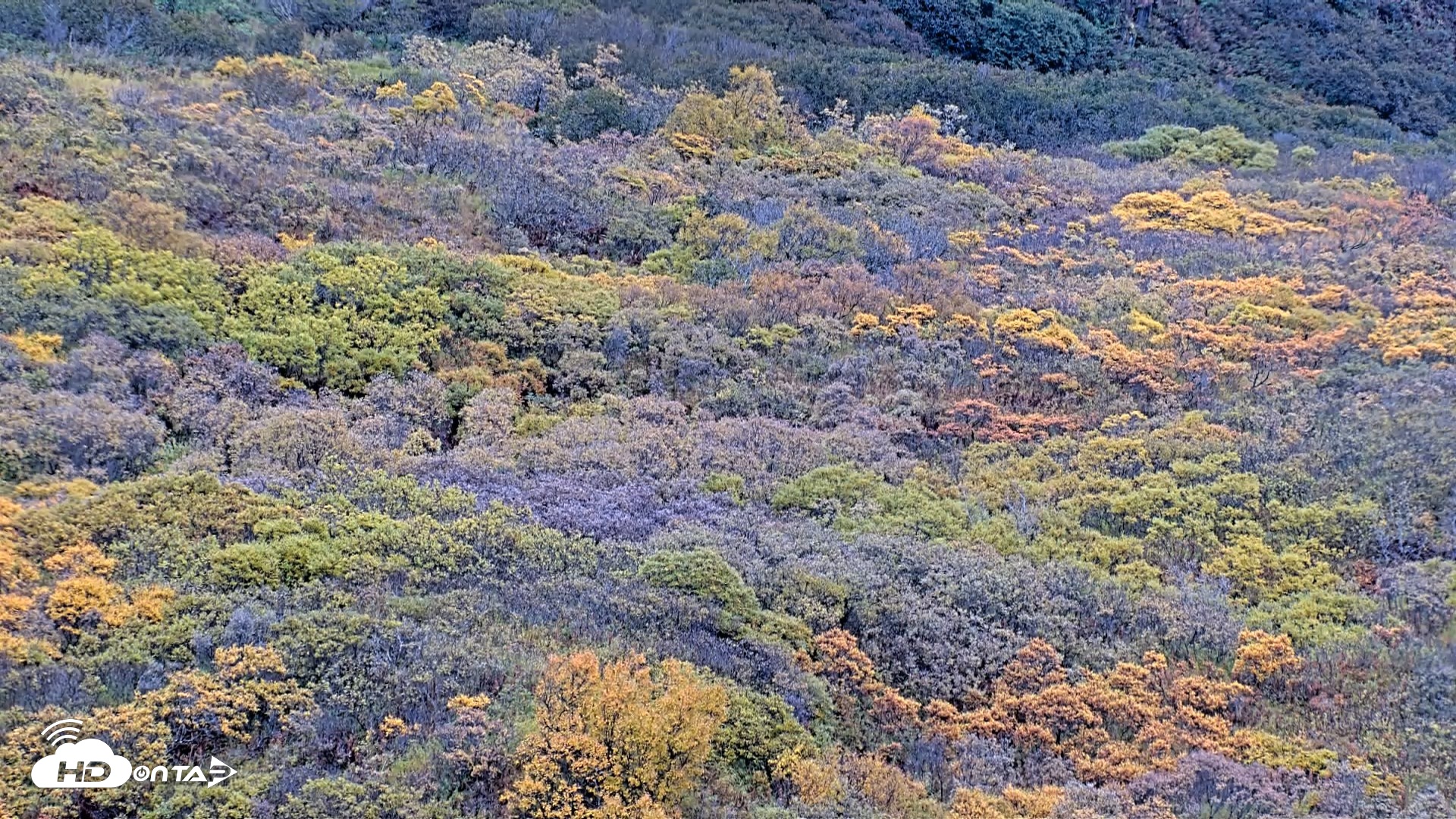 Snapshot of Kodiak Alaska Brown Bears Live Webcam taken Oct 6, 2026, 10:54am AKDT