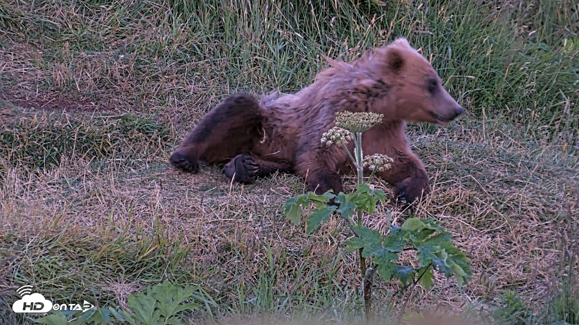 Snapshot of Kodiak Alaska Brown Bears Live Webcam taken Jul 29, 2026, 10:59pm AKDT