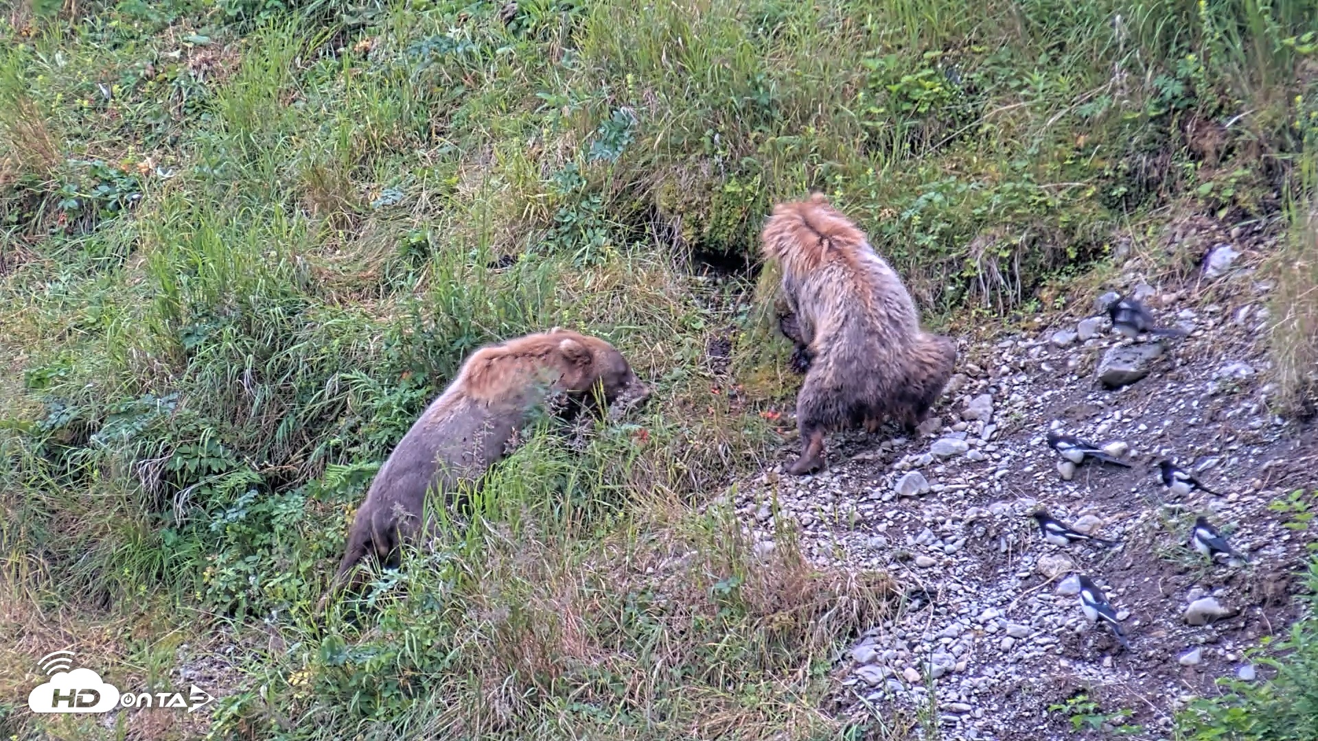Snapshot of Kodiak Alaska Brown Bears Live Webcam taken Aug 6, 2026, 10:06am AKDT