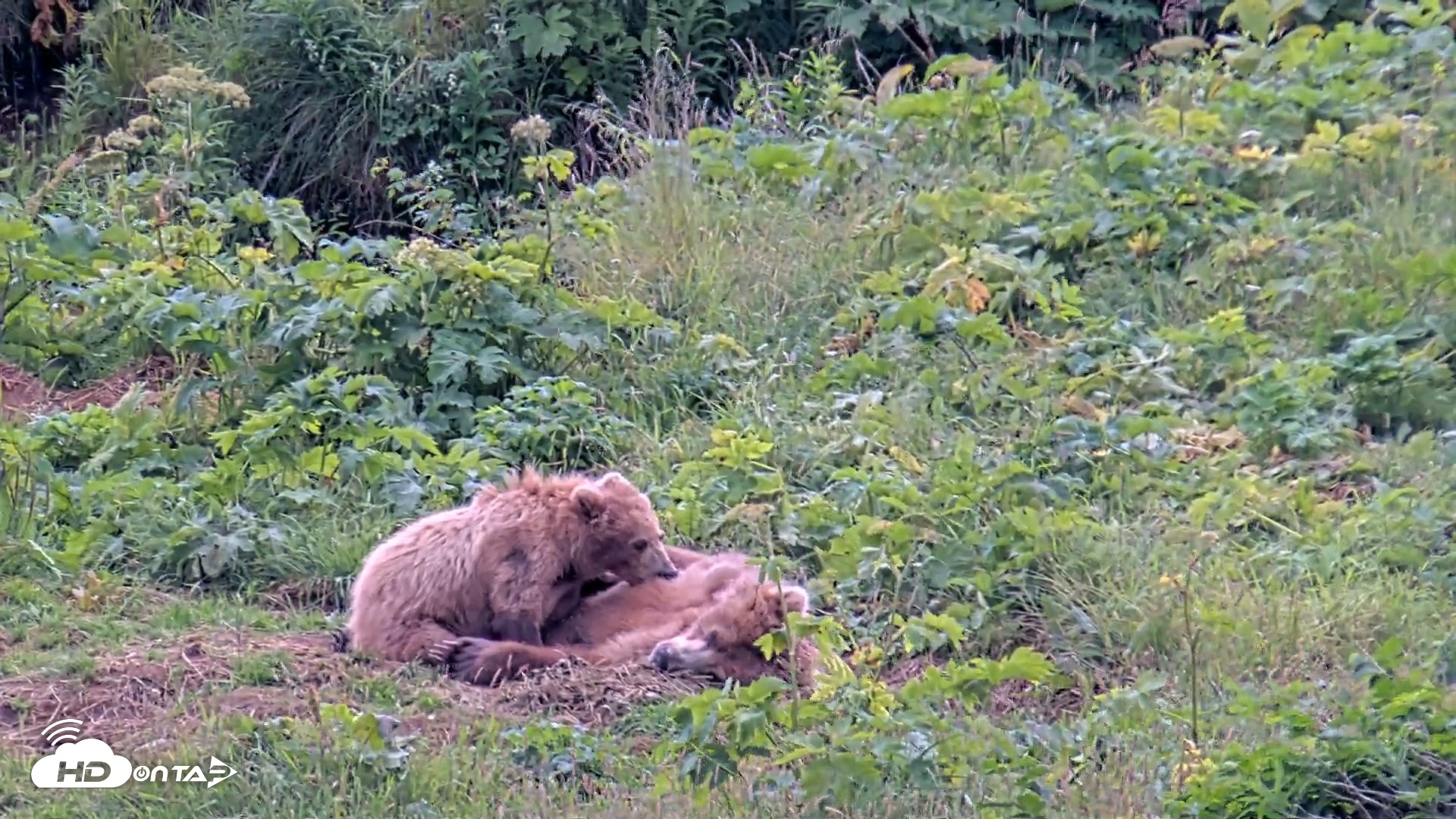 Snapshot of Kodiak Alaska Brown Bears Live Webcam taken Aug 6, 2026, 6:06pm AKDT