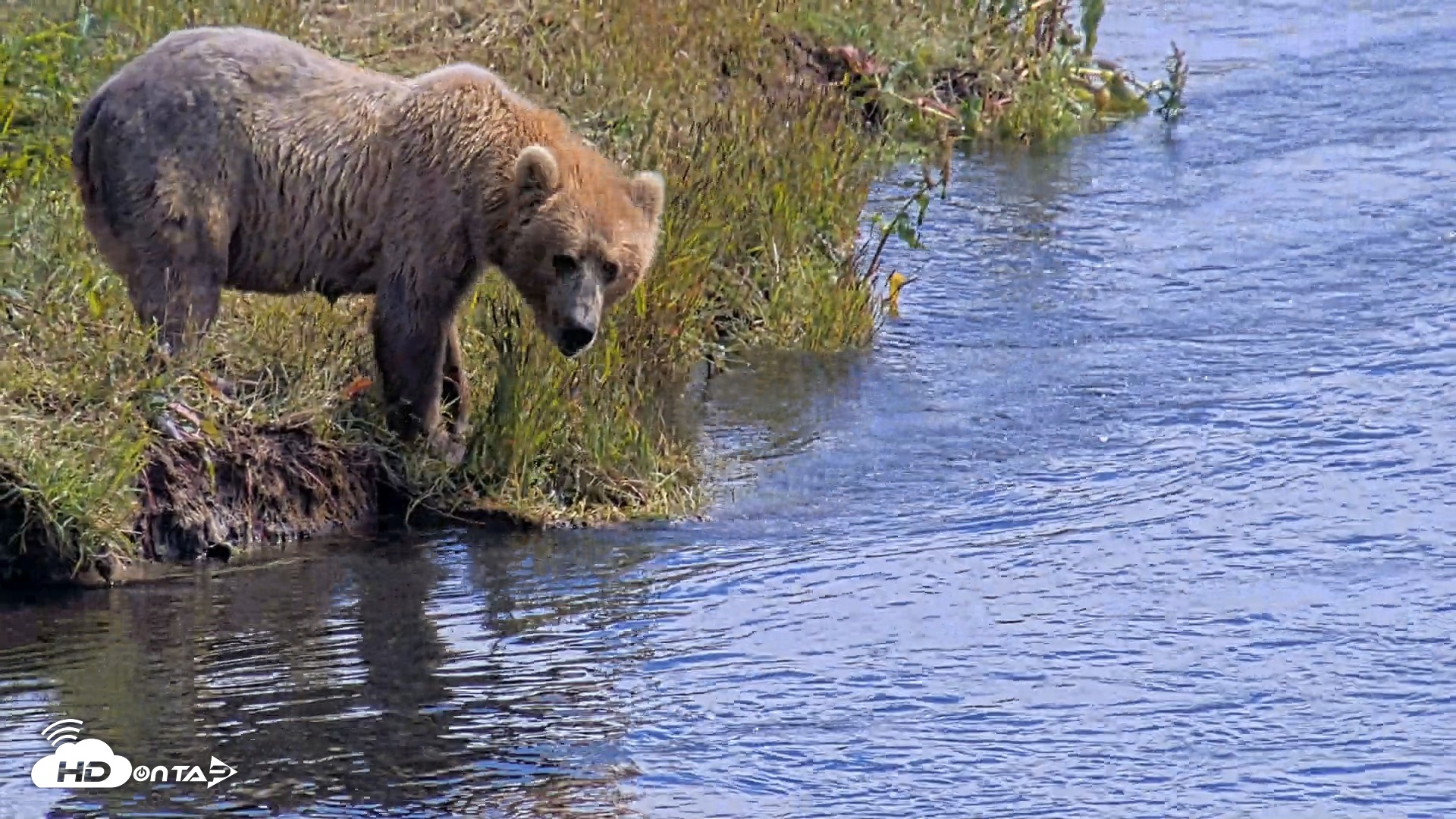 Snapshot of Kodiak Alaska Brown Bears Live Webcam taken Aug 1, 2026, 2:50pm AKDT