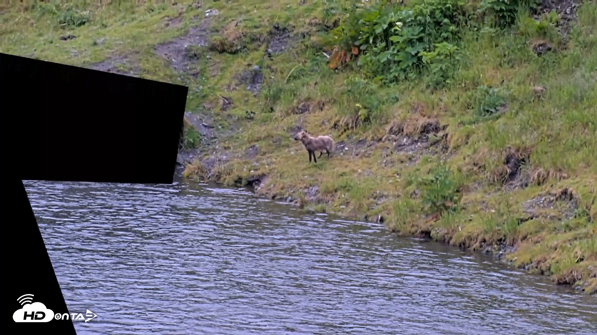 Snapshot of Kodiak Alaska Brown Bears Live Webcam taken Jul 19, 2026, 2:55pm AKDT