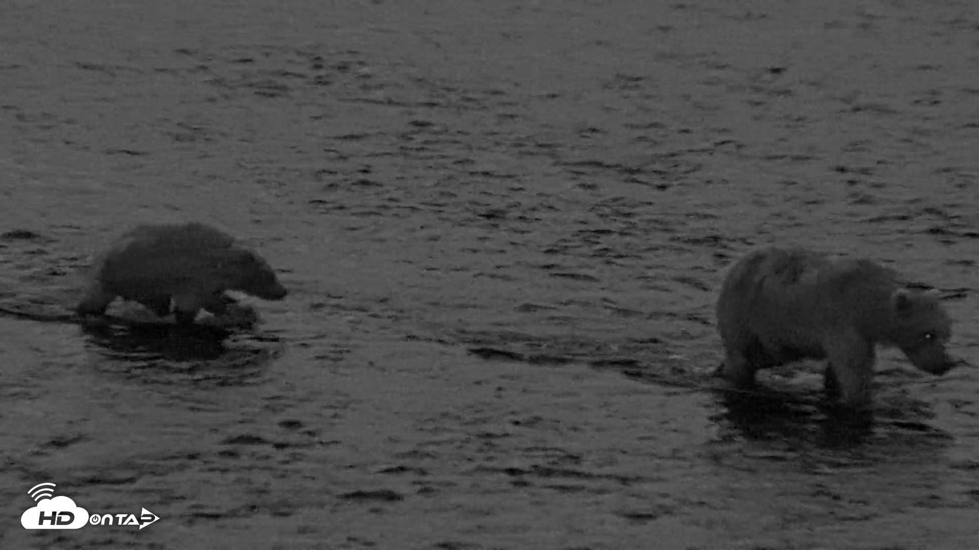 Snapshot of Kodiak Alaska Brown Bears Live Webcam taken Aug 12, 2026, 6:10am AKDT