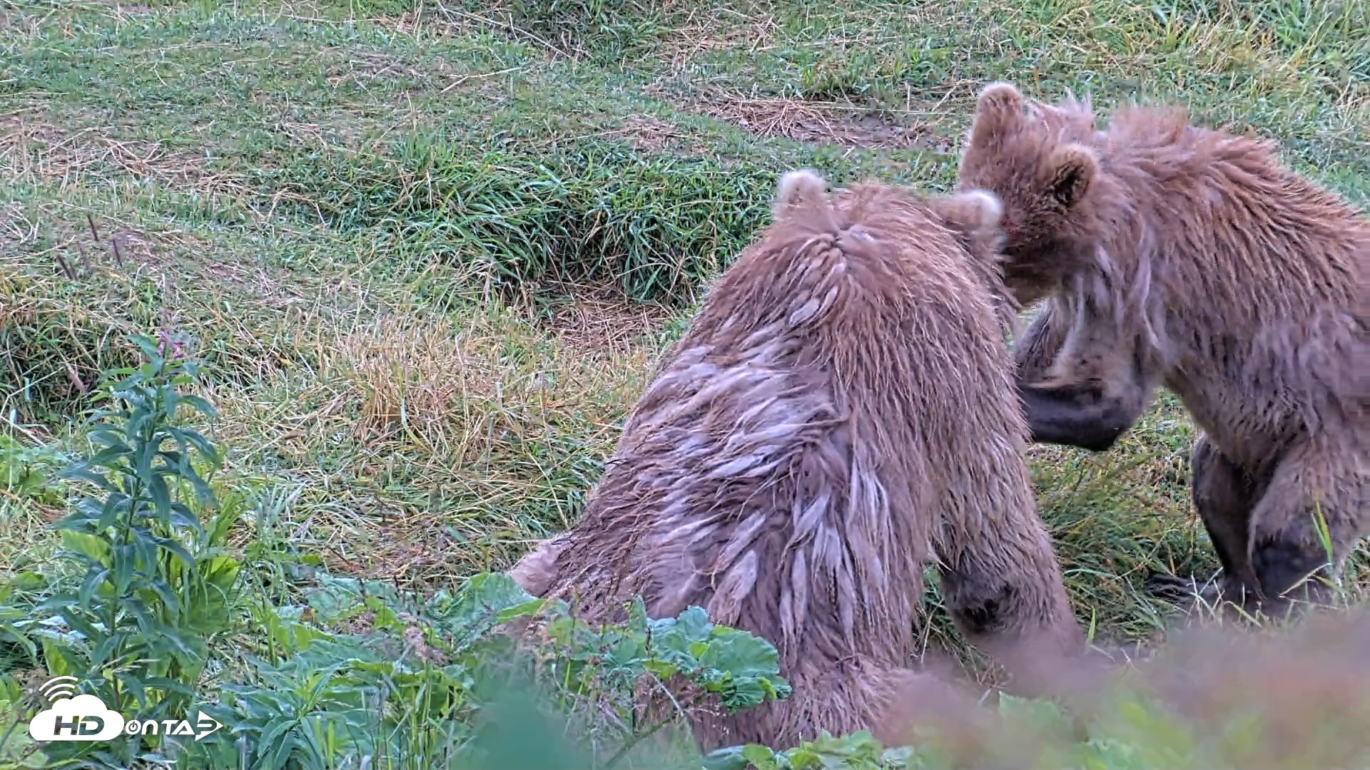 Snapshot of Kodiak Alaska Brown Bears Live Webcam taken Aug 13, 2026, 11:27am AKDT