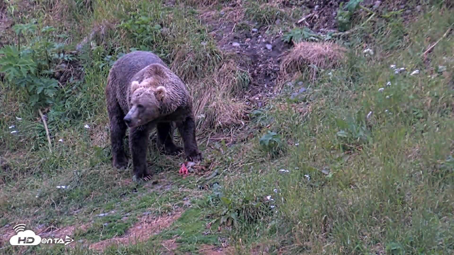 Snapshot of Kodiak Alaska Brown Bears Live Webcam taken Aug 4, 2026, 10:01pm AKDT